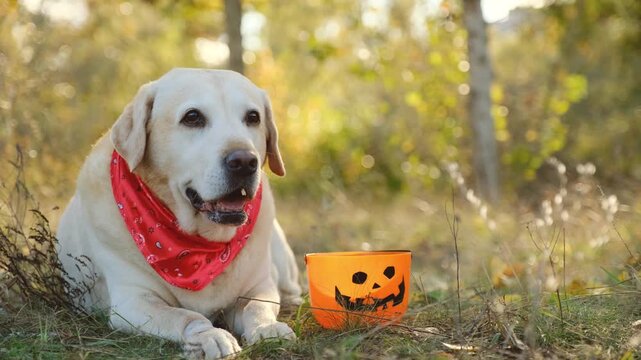Cute Labrador retriever in red bandana sitting by Halloween pumpkin bucket in autumn park