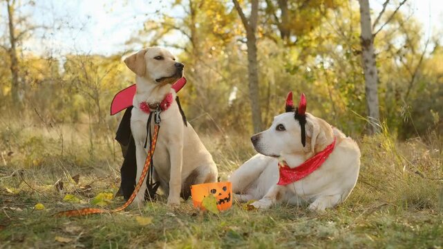 Two cute Labrador retrievers in Halloween vampire and devil costumes with pumpkin bucket