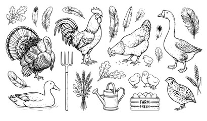 Hand Drawn Vintage Farm Poultry Element Set with Rooster Turkey Chicken Goose Duck Pitchfork Watering Can and Eggs for Agriculture Designs © Taysina