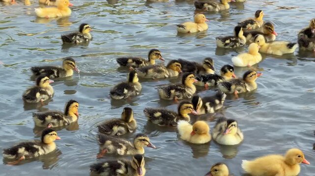 Numerous ducklings move together across pond water while forming a dense floating group in a quiet farm area. Brood behavior.