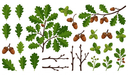 Botanical oak leaf and acorn collection flat vector illustration isolated on white © MstLima