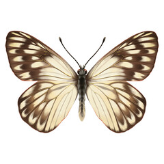 Detailed Butterfly Illustration with Cream and Brown Wing Patterns Isolated on PNG © Mr. Sany