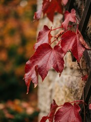 Fototapeta premium Close-up of deep red autumn vine leaves climbing on a wooden fence with a soft blurred warm seasonal background.