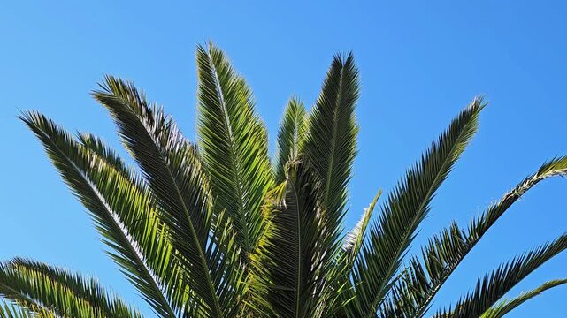 Ramas de palmera verde bajo un cielo azul brillante y despejado