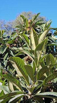 Ramas con hojas verdes grandes y frutos j&oacute;venes bajo el sol