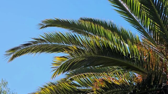 Frondas de palmera con frutos peque&ntilde;os meci&eacute;ndose al sol