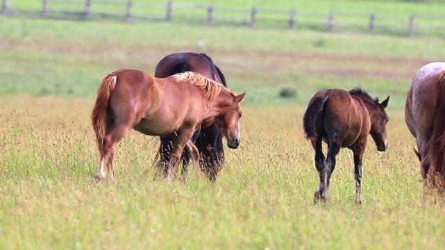 Four horses, with one young foal among them, peacefully eat tall green grass in an expansive open field bathed in warm daylight