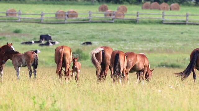 Brown horses and their young foals peacefully graze on tall green grass in a vast sunlit pasture. Hay bales and a wooden fence are visible in the distant background