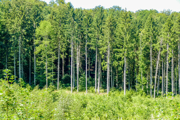 Fototapeta premium Wiederaufforstung im Mischwald im Sommer