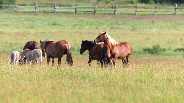A small herd of brown horses and light-colored foals grazes on lush green grass in a wide open pasture under clear daytime skies. Several horses stand close, one appears to nuzzle another