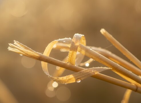 Close-up of Dew-Covered Grass Blades with Soft Golden Background and Bokeh Effect at Sunrise