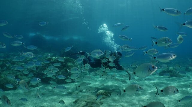 lady with scuba gear swim with seabreams and other fish and feeding fish underwater