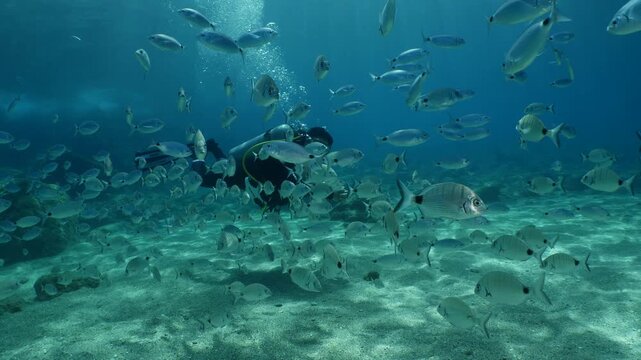 lady with scuba gear swim with seabreams and other fish and feeding fish underwater