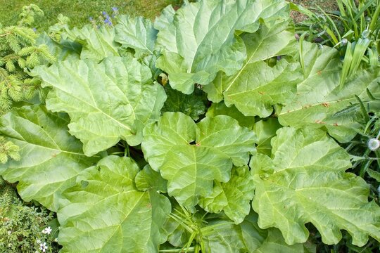 Large rhubarb leaves in the garden