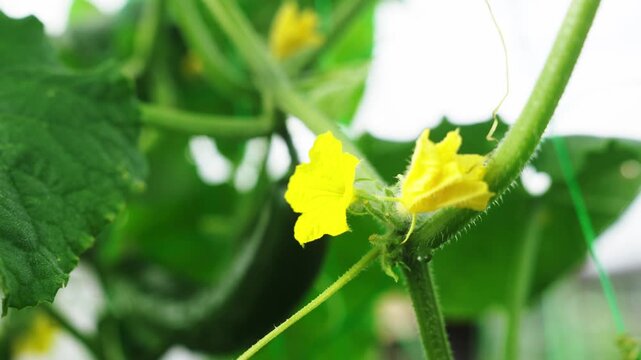 畑で育つきゅうりの花と実