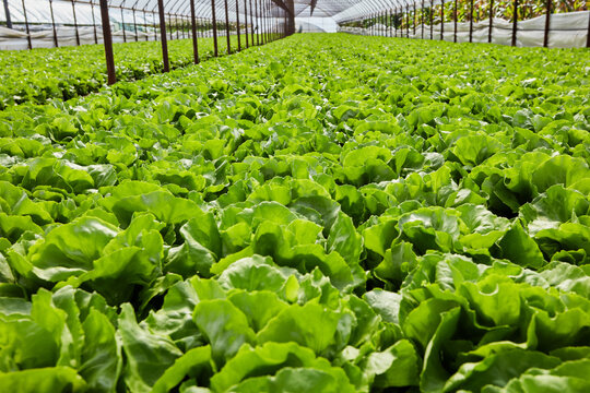 Commercial greenhouse with healthy lettuce crop and central aisle