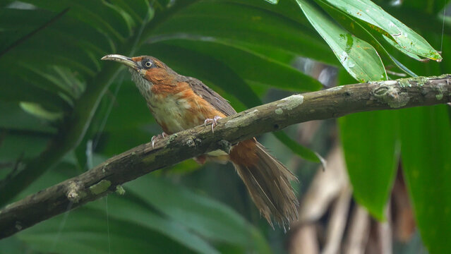 Rusty-cheeked scimitar babbler on the branch