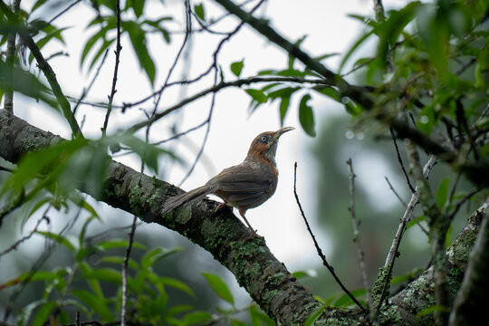 The rusty-cheeked scimitar babbler (Erythrogenys erythrogenys) is a passerine bird in the babbler family Timaliidae that is found in the Himalayas
