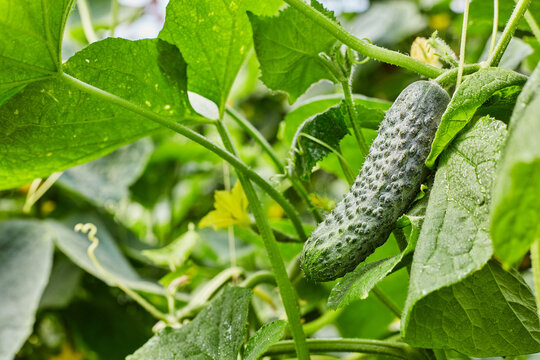 Fresh cucumber on vine with green foliage