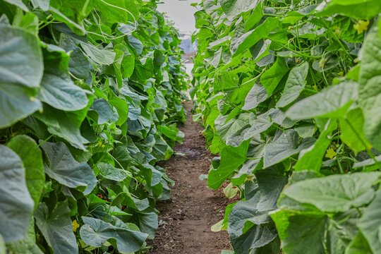 Greenhouse aisle between healthy cucumber plants