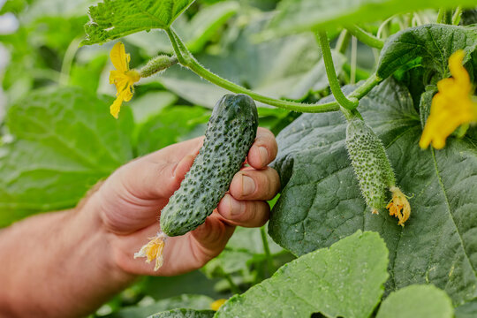 Hand harvesting fresh cucumber in greenhouse, close-up of organic vegetable on vine