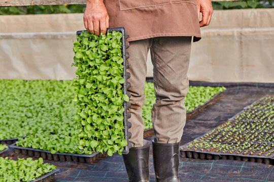 Greenhouse worker holding tray of lettuce seedlings for commercial vegetable production