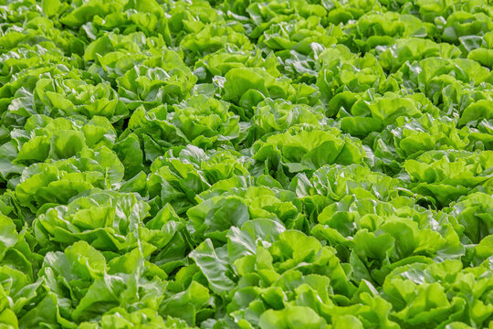 Healthy butterhead lettuce growing in commercial greenhouse ready for harvest