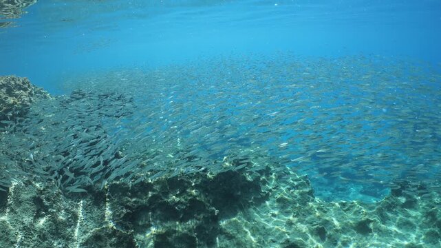 underwater scenery blue water fish school ocean scenery mediterranean sea habitat