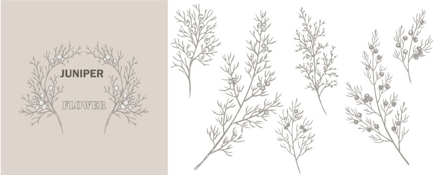 Juniper Flowers and branch set. Hand drawn line winter wedding herb, elegant leaves for invitation save the date card. Botanical rustic trendy greenery 