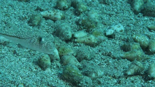 conomurex persicus snail underwater sandy bottom