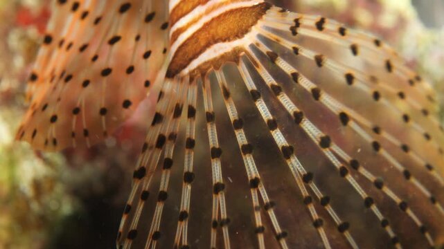 lionfish tail close up macro underwater slow motion lion fish ocean scenery of details of fish tail