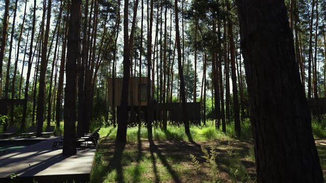 Sunlit pine forest with rows of modern wooden cabins nestled among tall trees, glowing morning light casting long shadows through green grass and forest path