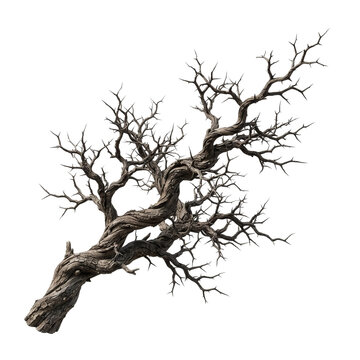Detailed bare tree branch with twisted wood and small twigs isolated