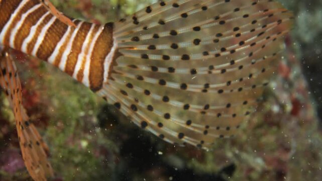 lionfish tail close up macro underwater slow motion lion fish ocean scenery of details of fish tail