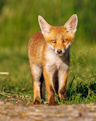 Fototapeta premium red fox in the grass