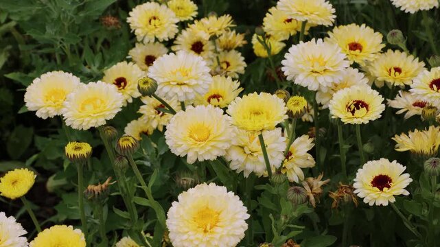 Calendula officinalis 'Snow Princess' creamy butter lemon flowers moving gently in the wind.  Close up  capture for background texture.