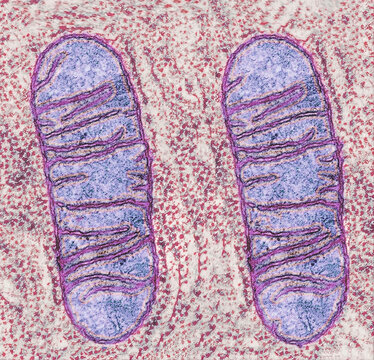 Microscopic structure of mitochondrion and its internal cristae.