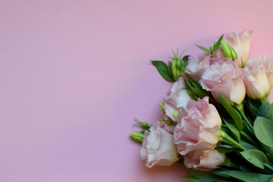 Beautiful pink eustoma flowers (lisianthus) in full bloom with buds leaves. Bouquet of flowers on pink background. Copy space