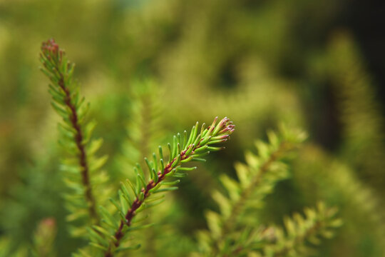 Black Crowberry (Empetrum nigrum) plant macro