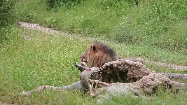 African lion male black mane eating on giraffe carcass under the rain in Greater Kruger National park, South Africa ; Specie Panthera leo family of Felidae