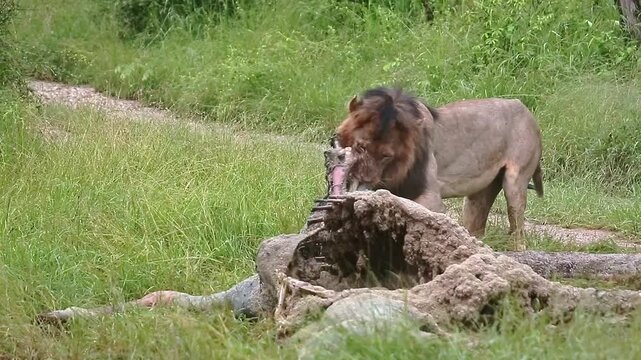 African lion male black mane eating on giraffe carcass under the rain in Greater Kruger National park, South Africa ; Specie Panthera leo family of Felidae