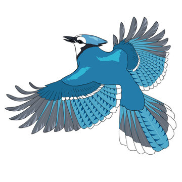 Illustrated Blue Jay