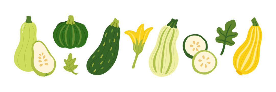 Zucchini vector squash set. Fresh organic courgette marrow vegetables collection. Raw slices yellow flower green leaf elements. Modern aesthetic agricultural kitchen garden harvest graphics