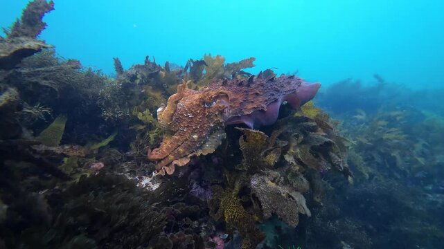 Giant Cuttlefish Gliding Over Algae Habitat
