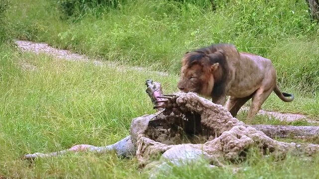African lion male black mane eating on giraffe carcass under the rain in Greater Kruger National park, South Africa ; Specie Panthera leo family of Felidae