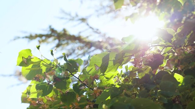 Large Group of Box Tree Moths (Cydalima perspectalis) Feeding on Tree Blossoms in Morning Light