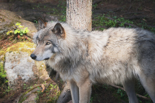 Majestic grey wolf standing in a summer forest