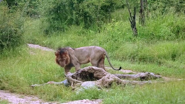 African lion male black mane eating on giraffe carcass under the rain in Greater Kruger National park, South Africa ; Specie Panthera leo family of Felidae