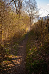 Fototapeta premium Narrow Sunlit Path Through Spring Shrubs