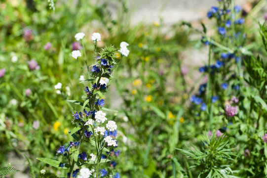 meadow grass during flowering in summer